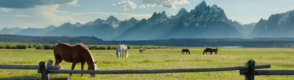 grazing-header