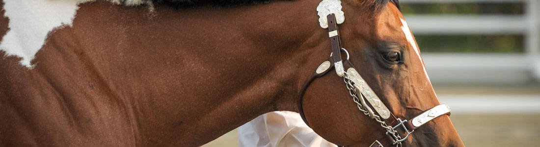showmanship-header