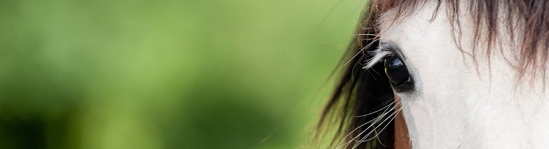 Header Image 2