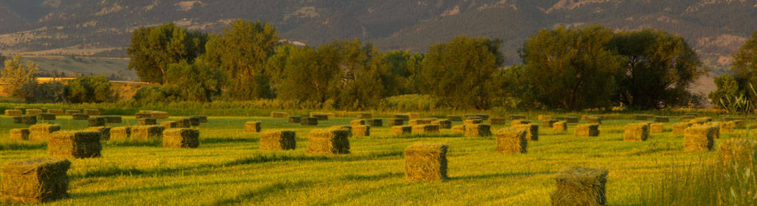 Hay-Field-Header