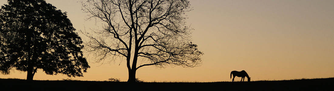 euthanasia-header