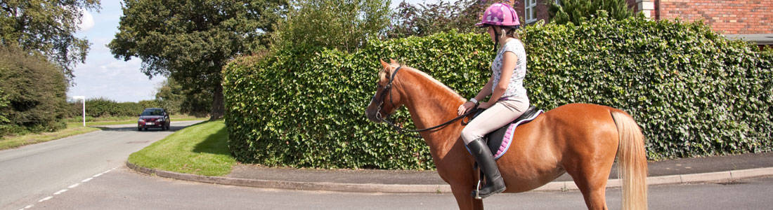 horse-on-road-header