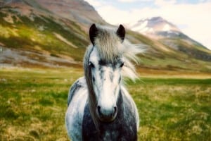 animal-close-up-country-459124